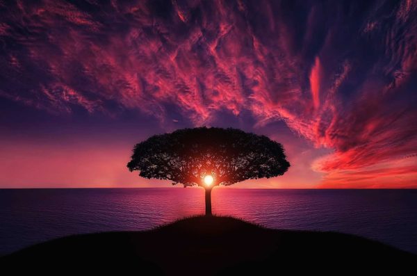 A tree on a small hill with the sunset shining through its branches and the sunset is blue and pink in the background.